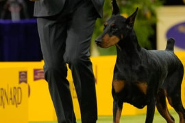 Thumbnail for 6936232