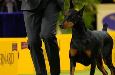 Thumbnail for 6936232