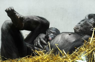 Thumbnail for 6939557