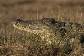 Thumbnail for 6939739