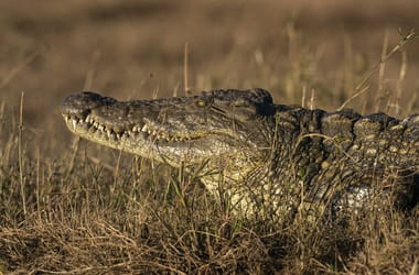 Thumbnail for 6939739