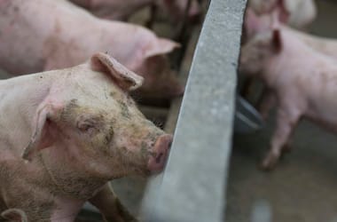 Thumbnail for 6939755