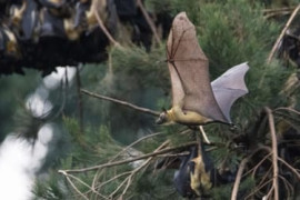 Thumbnail for 6941830