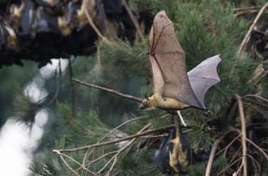 Thumbnail for 6941830