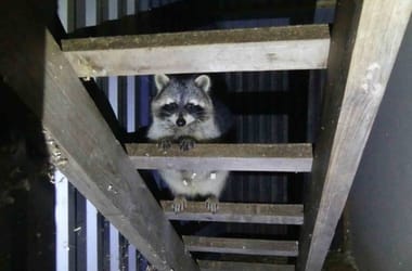 Thumbnail for 6947506