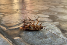 Thumbnail for 6948056