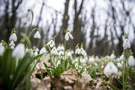 Thumbnail for 6948690