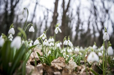 Thumbnail for 6948690