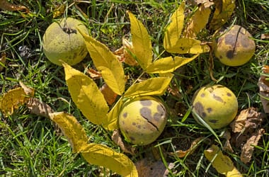 Thumbnail for 6949363