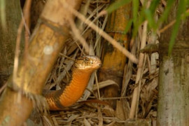 Thumbnail for 6951116