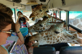 Thumbnail for 6951563