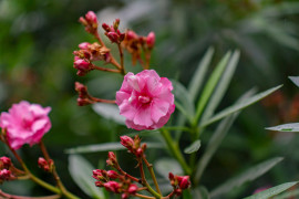 Thumbnail for 6951622