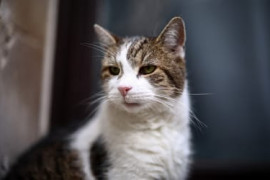 Thumbnail for 6951979