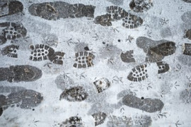 Thumbnail for 6952139