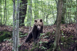 Thumbnail for 6953624