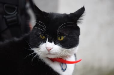 Thumbnail for 6955397