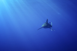 Thumbnail for 6955858