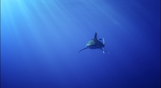 Thumbnail for 6955858