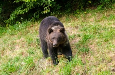 Thumbnail for 6956477