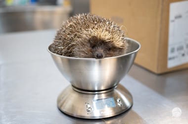 Thumbnail for 6958399