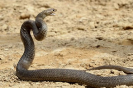 Thumbnail for 6958830