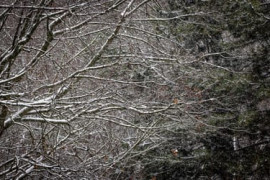 Thumbnail for 6961750