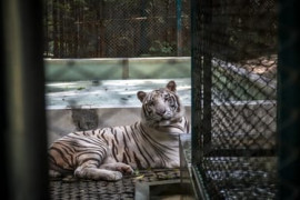 Thumbnail for 6965513