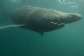 Thumbnail for 6965611