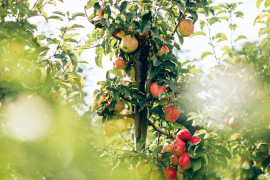 Thumbnail for 6969494