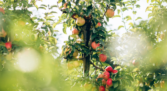 Thumbnail for 6969494