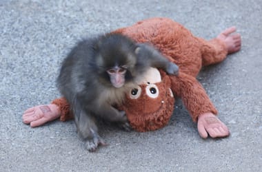 Thumbnail for 6969688