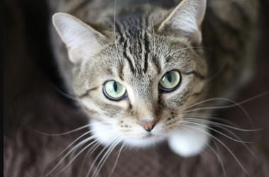 Thumbnail for 6971372