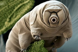 Thumbnail for 6975454