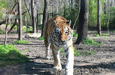 Thumbnail for 6976631