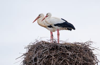 Thumbnail for 6978508