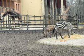 Thumbnail for 6979506