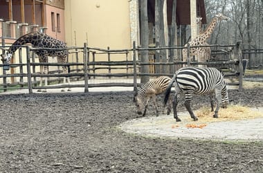 Thumbnail for 6979506