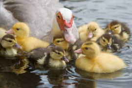 Thumbnail for 6981604