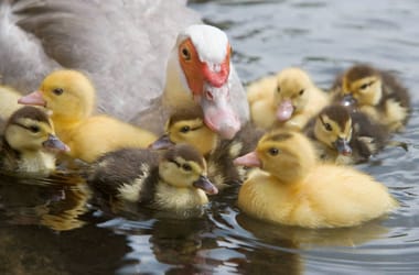 Thumbnail for 6981604