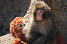 Thumbnail for 6983269