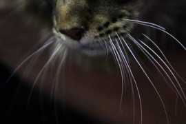 Thumbnail for 6983394