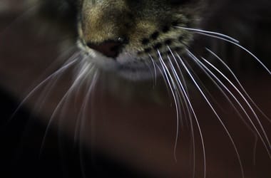 Thumbnail for 6983394