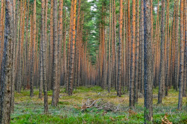 Thumbnail for 6984384