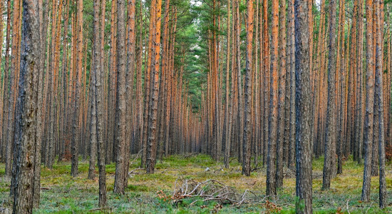 Thumbnail for 6984384