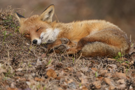 Thumbnail for 6987295