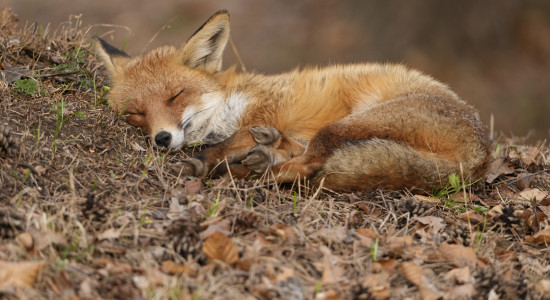 Thumbnail for 6987295