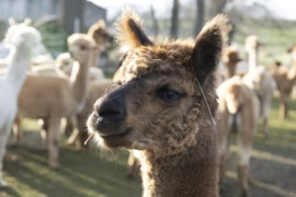 Thumbnail for 6987795