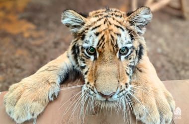 Thumbnail for 6988634