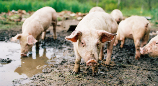 Thumbnail for 6990320