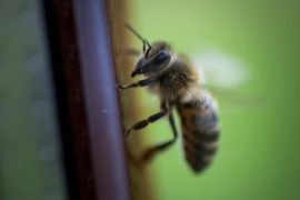 Thumbnail for 6990327